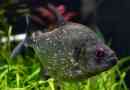 Piranha